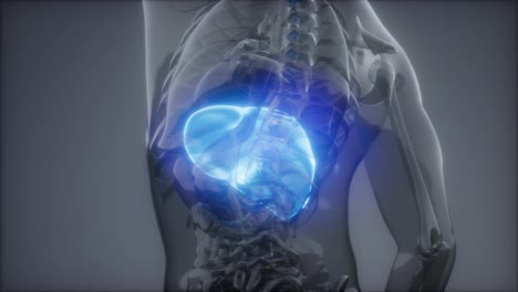 Examen-De-Radiología-Del-Hígado-Humano